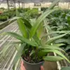 Pothos 'Silver Streak' houseplant