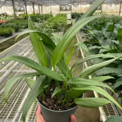 Pothos 'Silver Streak' houseplant