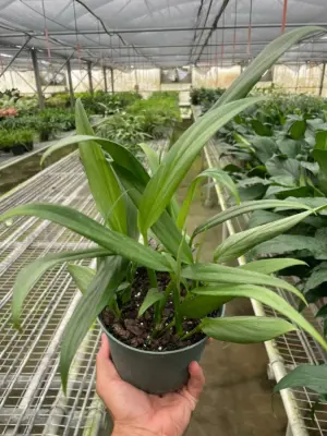 Pothos 'Silver Streak' houseplant