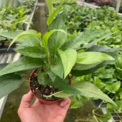 Pothos 'Skeleton Key' houseplant