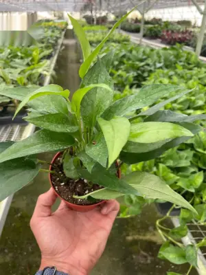 Pothos 'Skeleton Key' houseplant