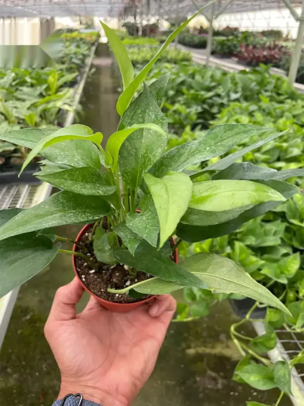 Pothos 'Skeleton Key' houseplant