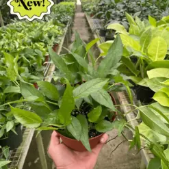 Pothos 'Skeleton Key' — additional view