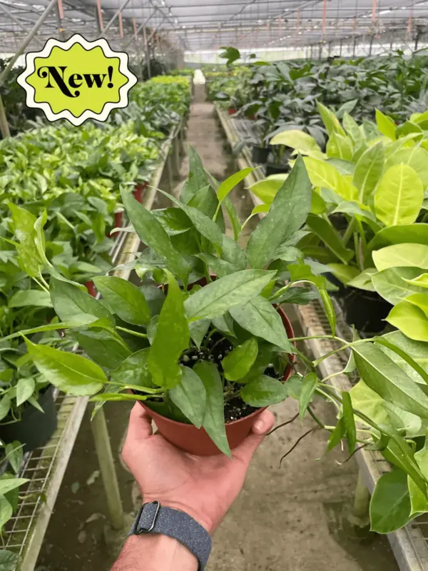 Pothos 'Skeleton Key' — additional view