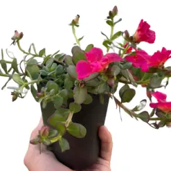 Purslane Pink houseplant