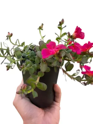 Purslane Yellow houseplant