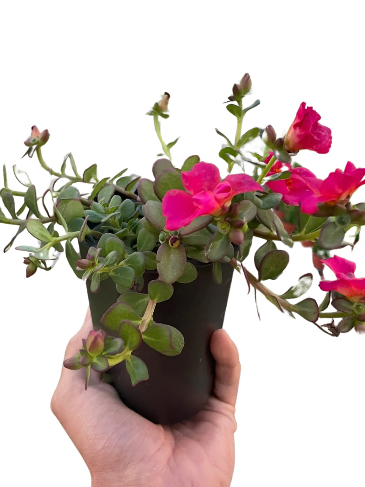 Purslane Yellow houseplant