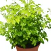 Radermachera 'China Doll' houseplant