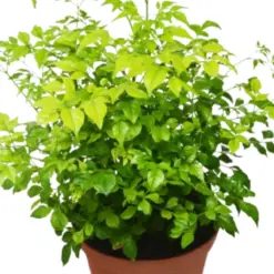 Radermachera 'China Doll' houseplant