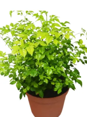 Radermachera 'China Doll' houseplant