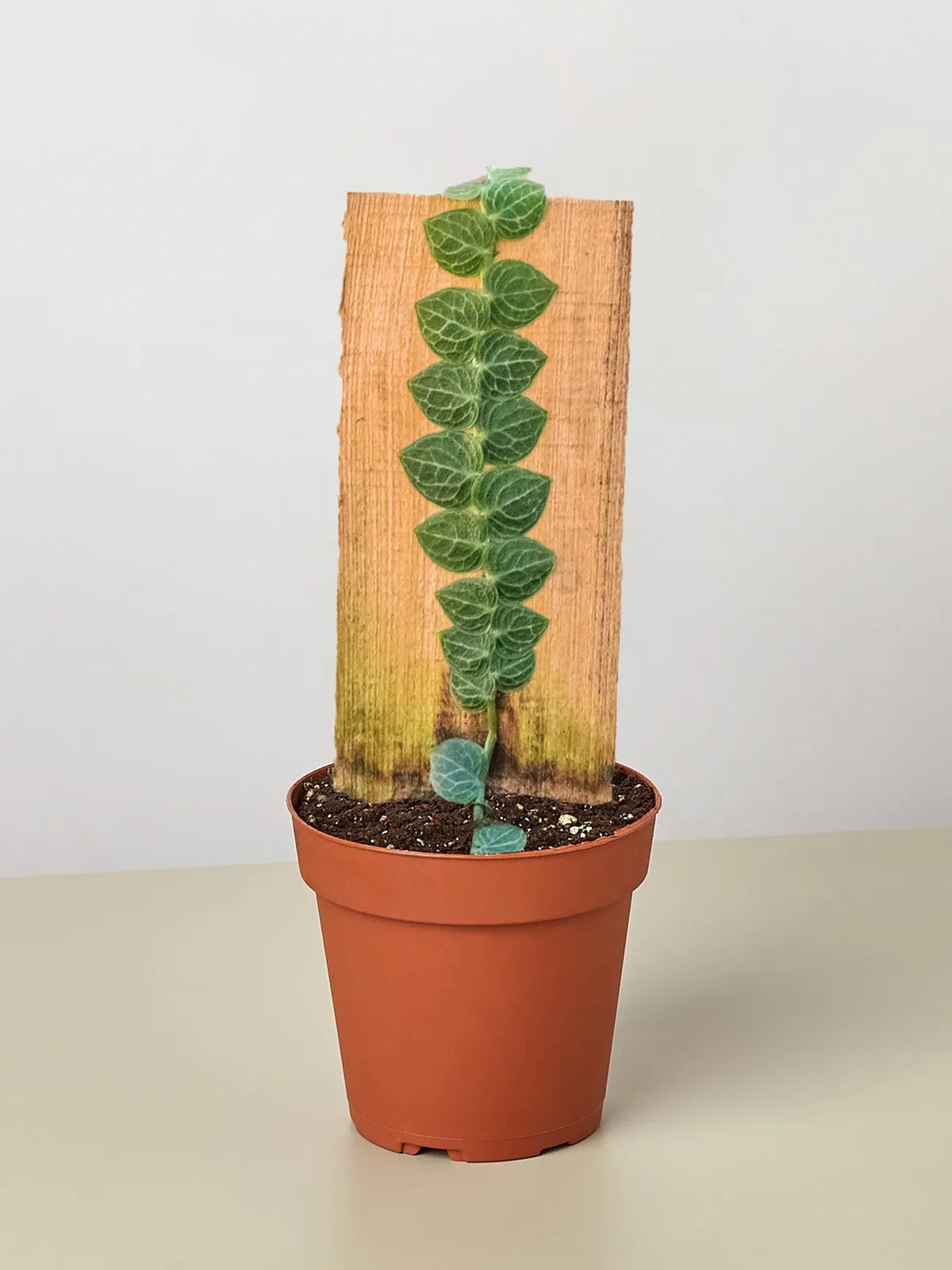 Rhaphidophora 
