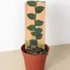 Rhaphidophora 'Hayi' (Shingle Plant)