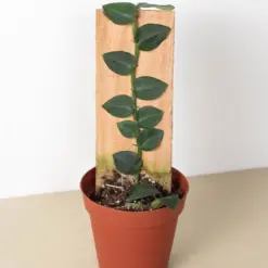 Rhaphidophora 'Hayi' (Shingle Plant)