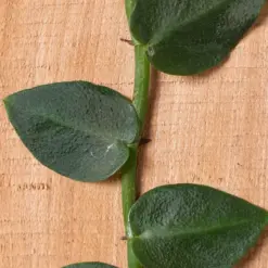 Rhaphidophora 'Hayi' (Shingle Plant) — additional view