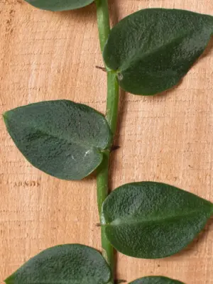 Rhaphidophora 'Hayi' (Shingle Plant) — additional view