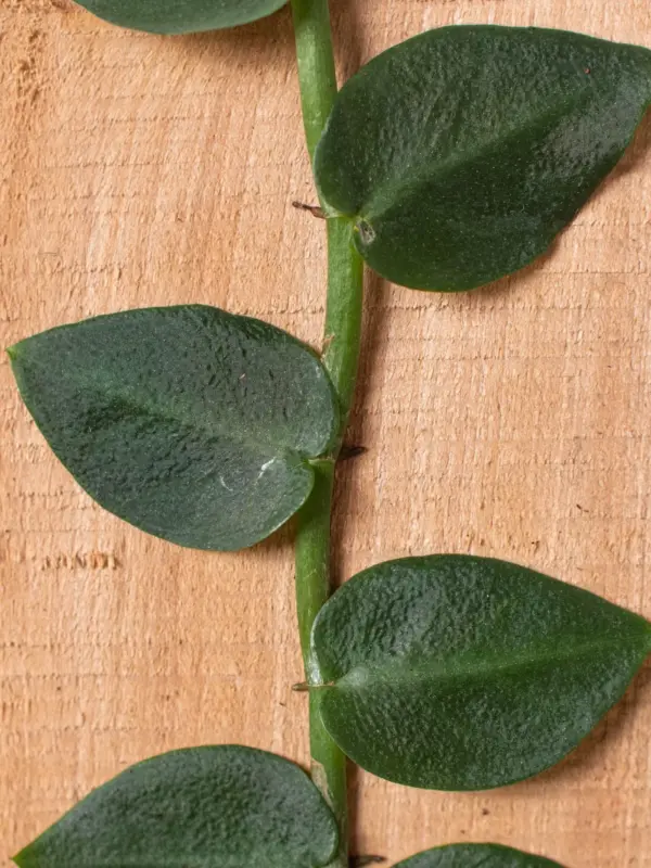 Rhaphidophora 'Hayi' (Shingle Plant) — additional view