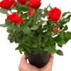 Mini Rose Bush Pink houseplant