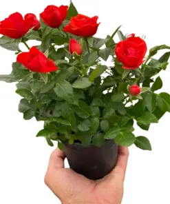 Mini Rose Bush Pink houseplant