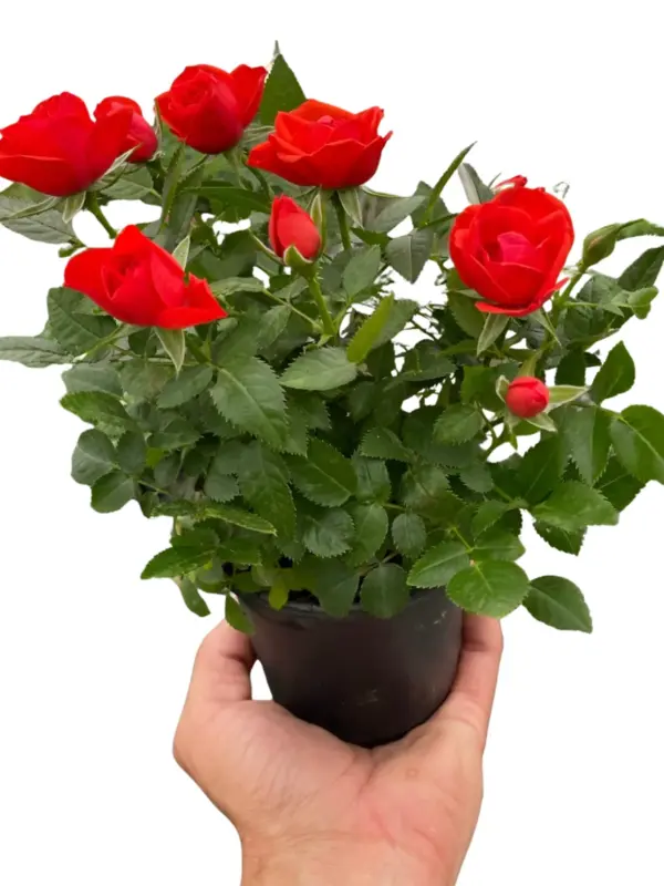 Mini Rose Bush Pink houseplant