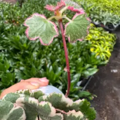 Saxifraga Tricolor houseplant