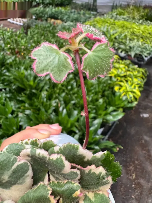 Saxifraga Tricolor houseplant