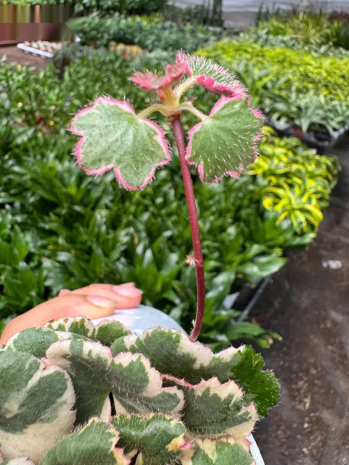 Saxifraga Tricolor houseplant