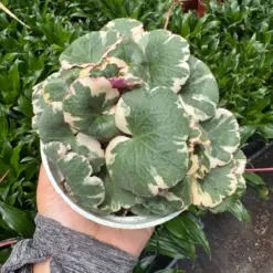 Saxifraga Tricolor — additional view