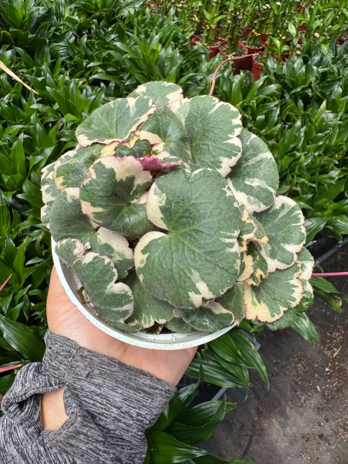 Saxifraga Tricolor — additional view
