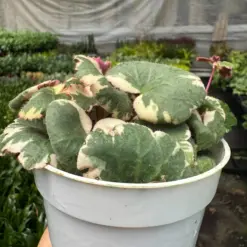 Saxifraga Tricolor — additional view