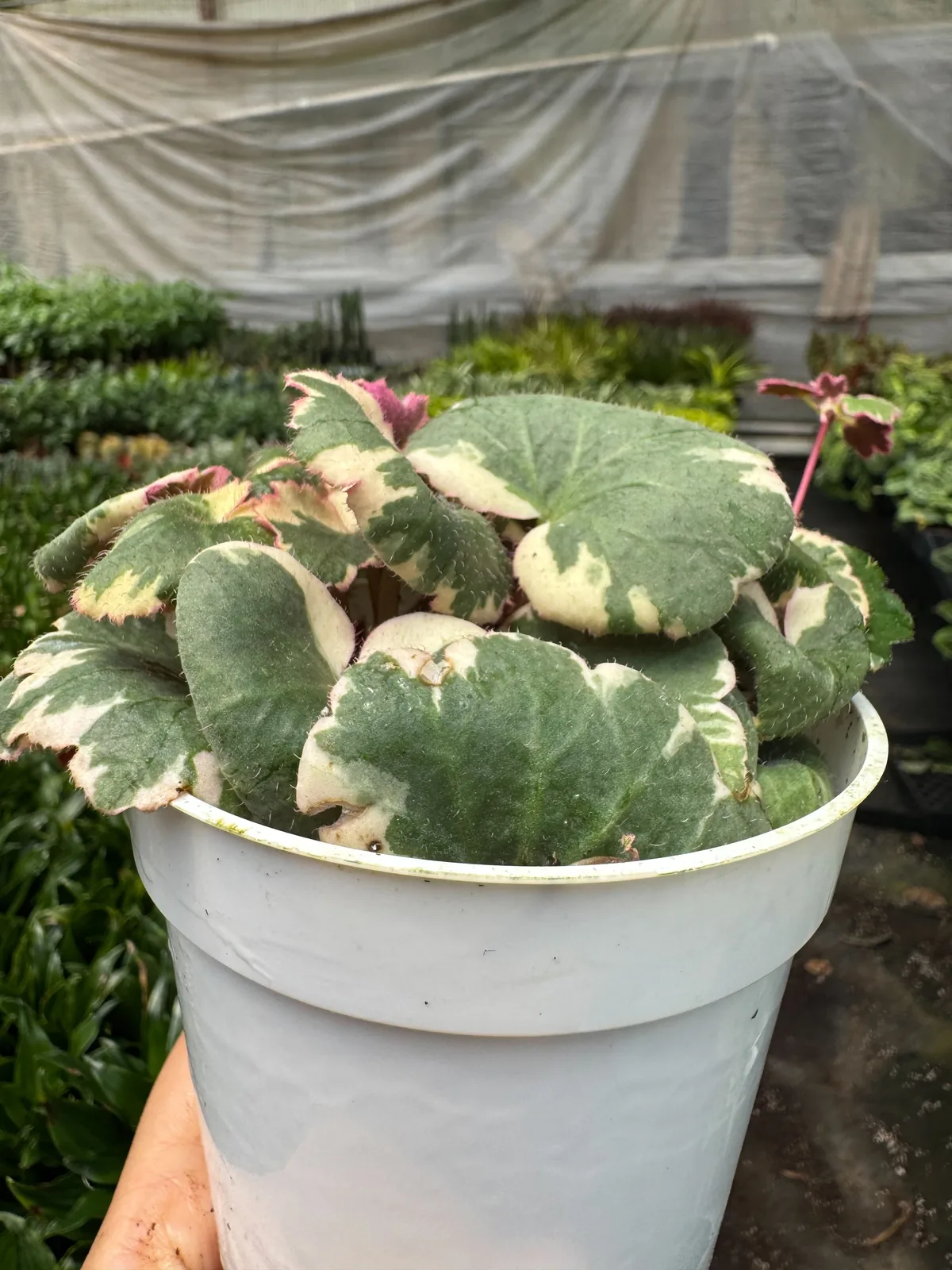 Saxifraga Tricolor — additional view