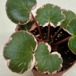Saxifraga Tricolor — additional view
