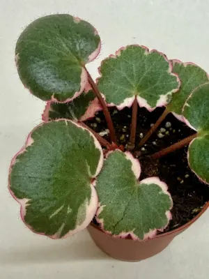 Saxifraga Tricolor — additional view