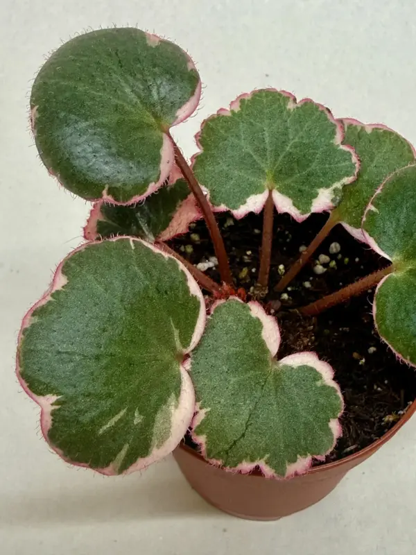 Saxifraga Tricolor — additional view