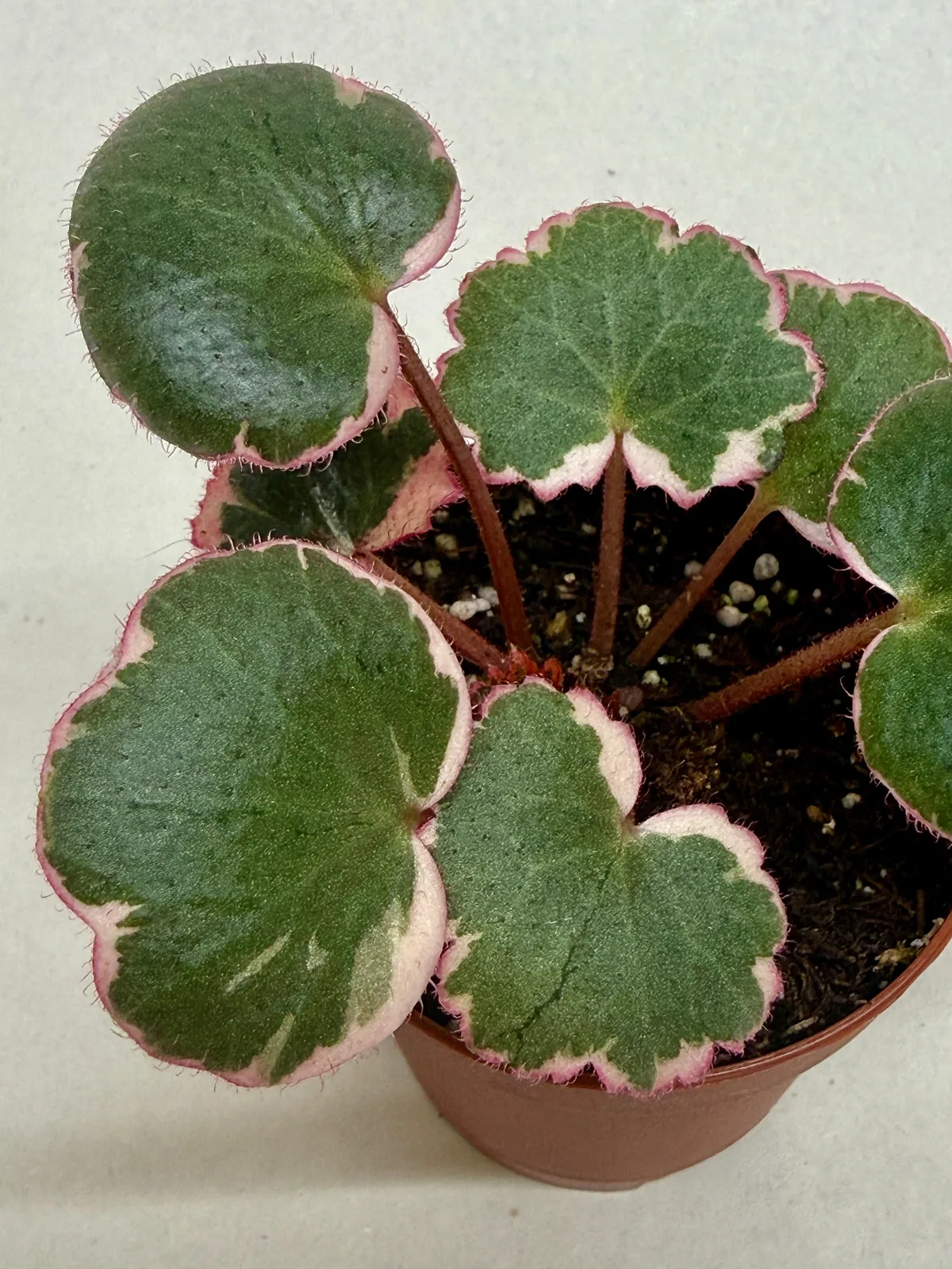 Saxifraga Tricolor — additional view