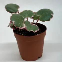 Saxifraga Tricolor — additional view