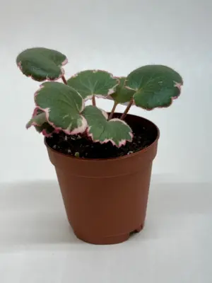 Saxifraga Tricolor — additional view