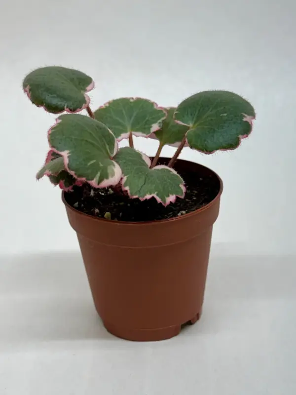 Saxifraga Tricolor — additional view