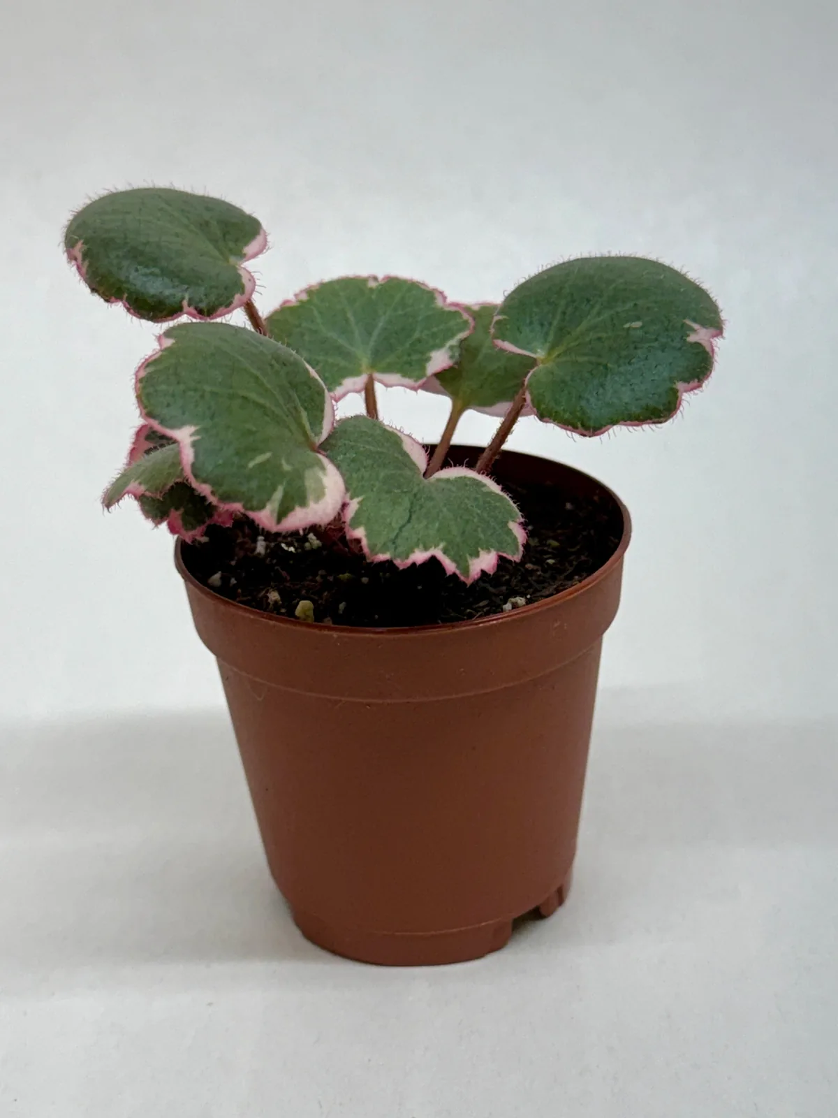 Saxifraga Tricolor — additional view