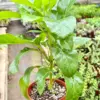 Schefflera Actinophylla houseplant