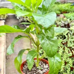 Schefflera Actinophylla houseplant