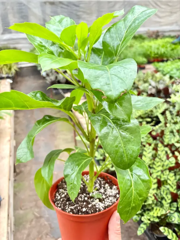 Schefflera Actinophylla houseplant