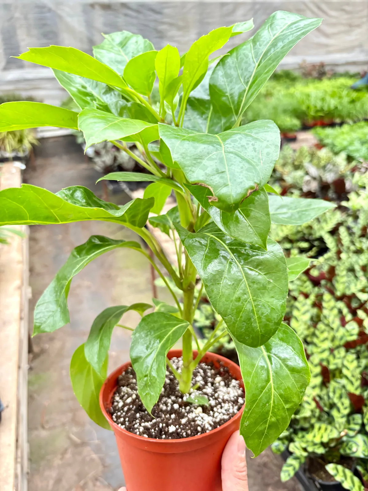 Schefflera Actinophylla houseplant