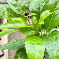 Schefflera Actinophylla — additional view