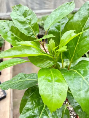 Schefflera Actinophylla — additional view