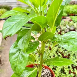 Schefflera Actinophylla — additional view