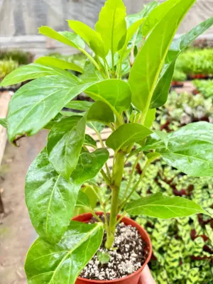 Schefflera Actinophylla — additional view