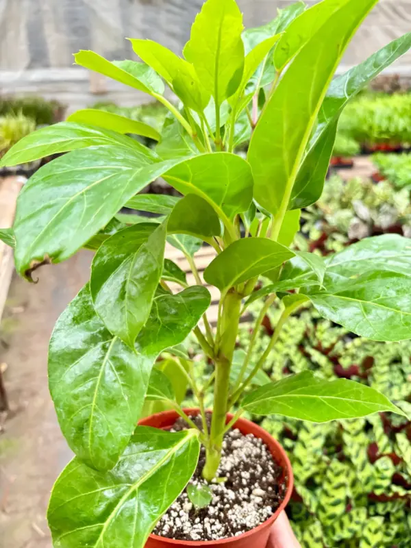 Schefflera Actinophylla — additional view