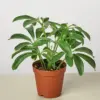 Schefflera Arboricola houseplant