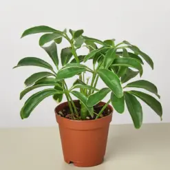 Schefflera Arboricola houseplant