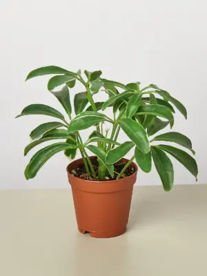 Schefflera Arboricola houseplant